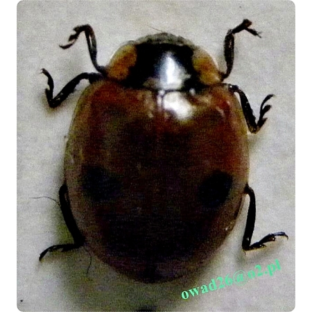 Adalia bipunctata (Linnaeus, 1758) Biedronka dwukropka